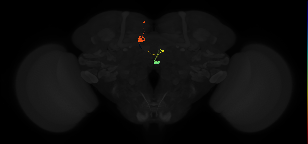 adult protocerebral bridge glomerulus 4-fan-shaped body-nodulus neuron