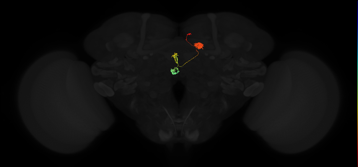 protocerebral bridge glomerulus 5-fan-shaped body-nodulus 2 ventral domain neuron
