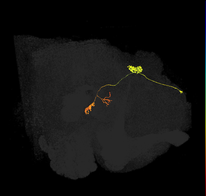 protocerebral bridge glomerulus 4-fan-shaped body-nodulus 2 ventral domain neuron