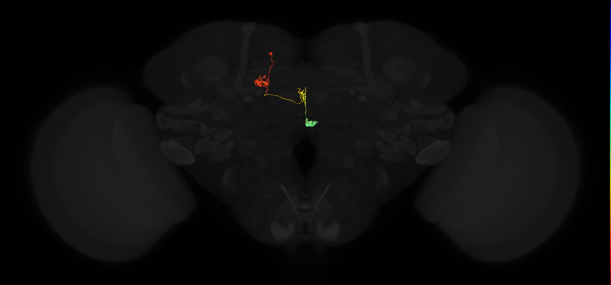 protocerebral bridge glomerulus 6-fan-shaped body-nodulus 2 ventral domain neuron