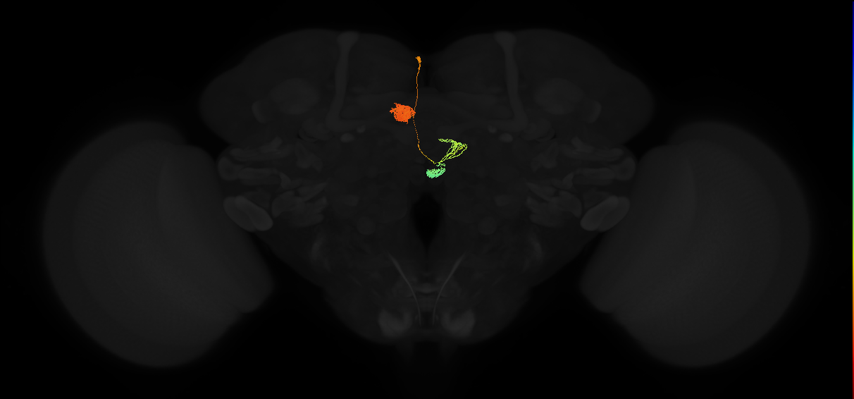 protocerebral bridge glomerulus 3-fan-shaped body-nodulus 2 ventral domain neuron