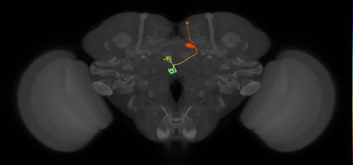 PFNv(PB05)_R4_C7 (FlyEM-HB:572494993)