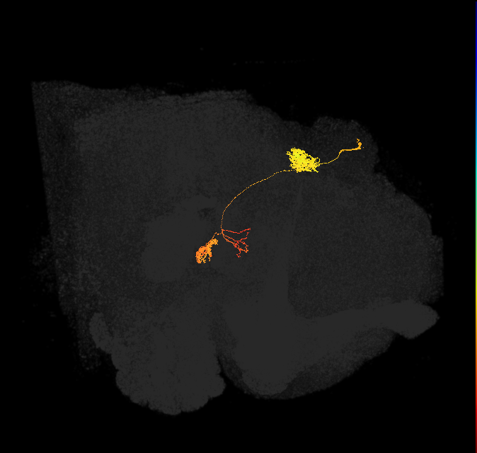 protocerebral bridge glomerulus 3-fan-shaped body-nodulus 2 ventral domain neuron