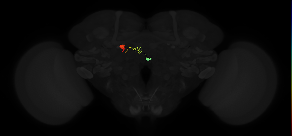 protocerebral bridge glomerulus 8-fan-shaped body-nodulus 2 ventral domain neuron