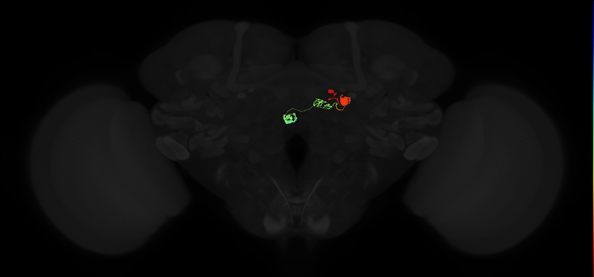 protocerebral bridge glomerulus 9-fan-shaped body-nodulus 2 ventral domain neuron