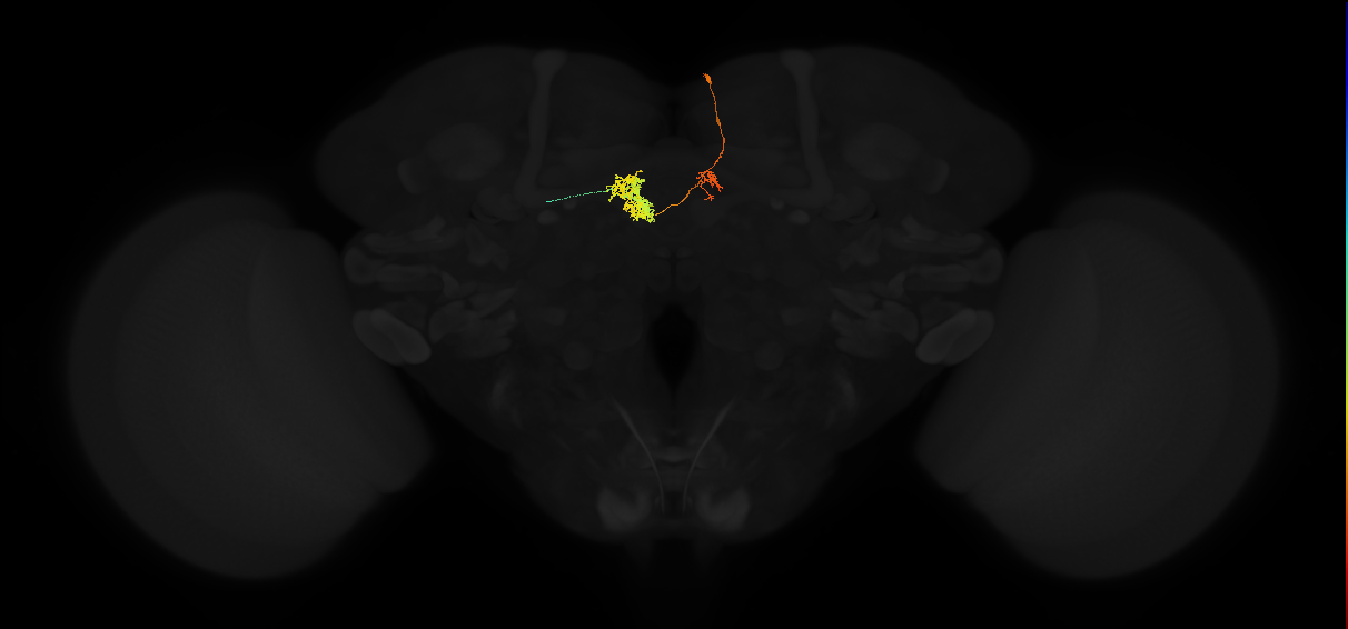protocerebral bridge glomerulus 3-fan-shaped body-round body type a neuron