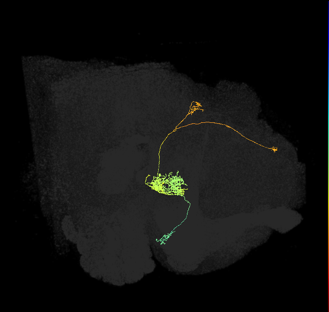 protocerebral bridge glomerulus 1-fan-shaped body-round body type a neuron