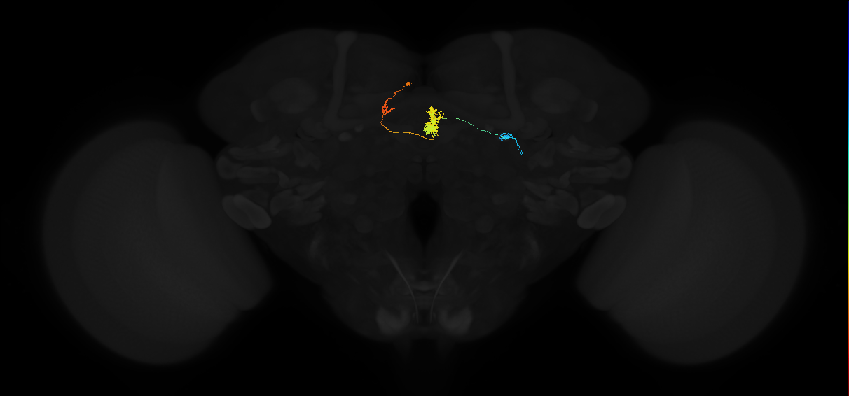 protocerebral bridge glomerulus 4-fan-shaped body-round body type a neuron