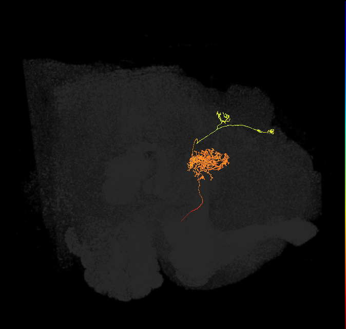 protocerebral bridge glomerulus 4-fan-shaped body-round body type a neuron