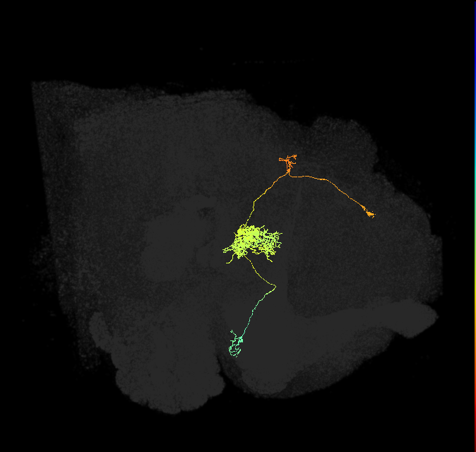 PFR_a(PB11a)_L2_C2 (FlyEM-HB:1128434325)