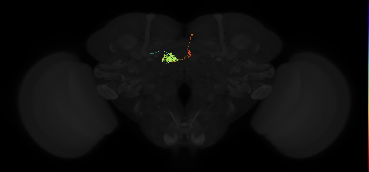 protocerebral bridge glomerulus 2-fan-shaped body-round body type a neuron