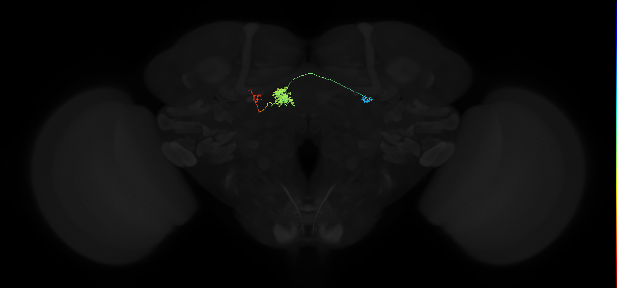 adult protocerebral bridge 1 glomerulus-fan-shaped body-round body neuron