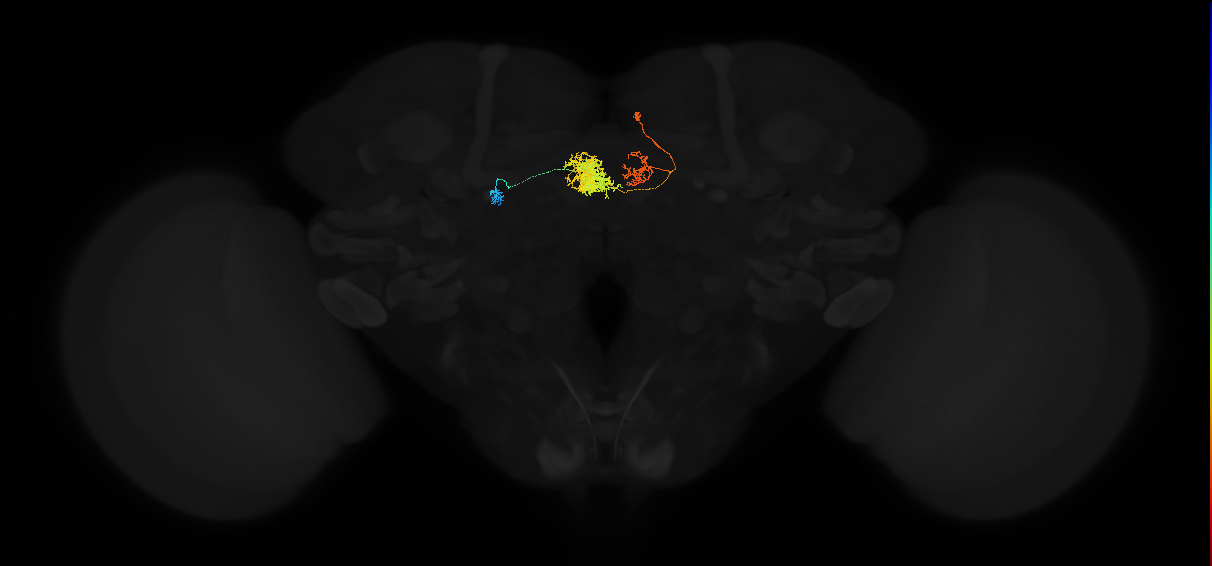 adult protocerebral bridge 1 glomerulus-fan-shaped body-round body type b neuron
