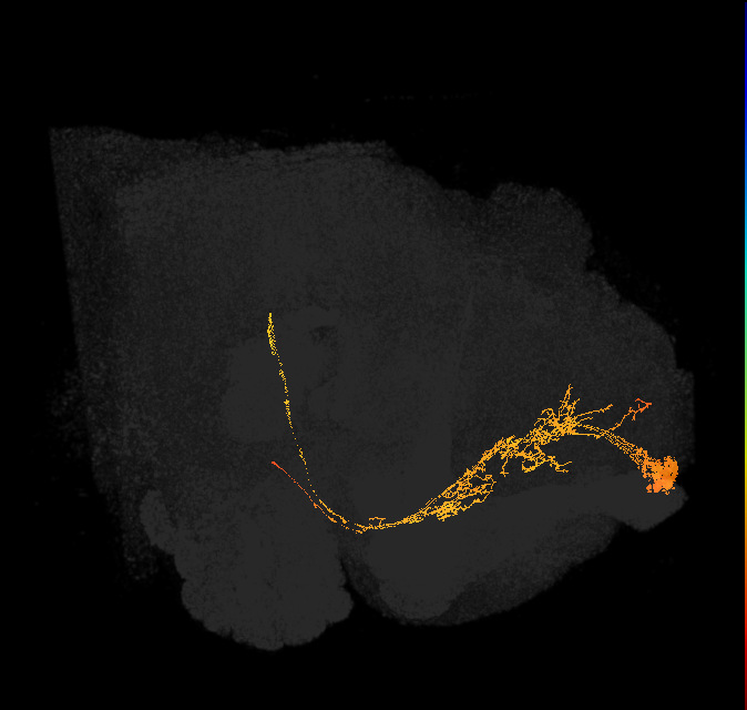 PI1_a (FlyEM-HB:1481737138)