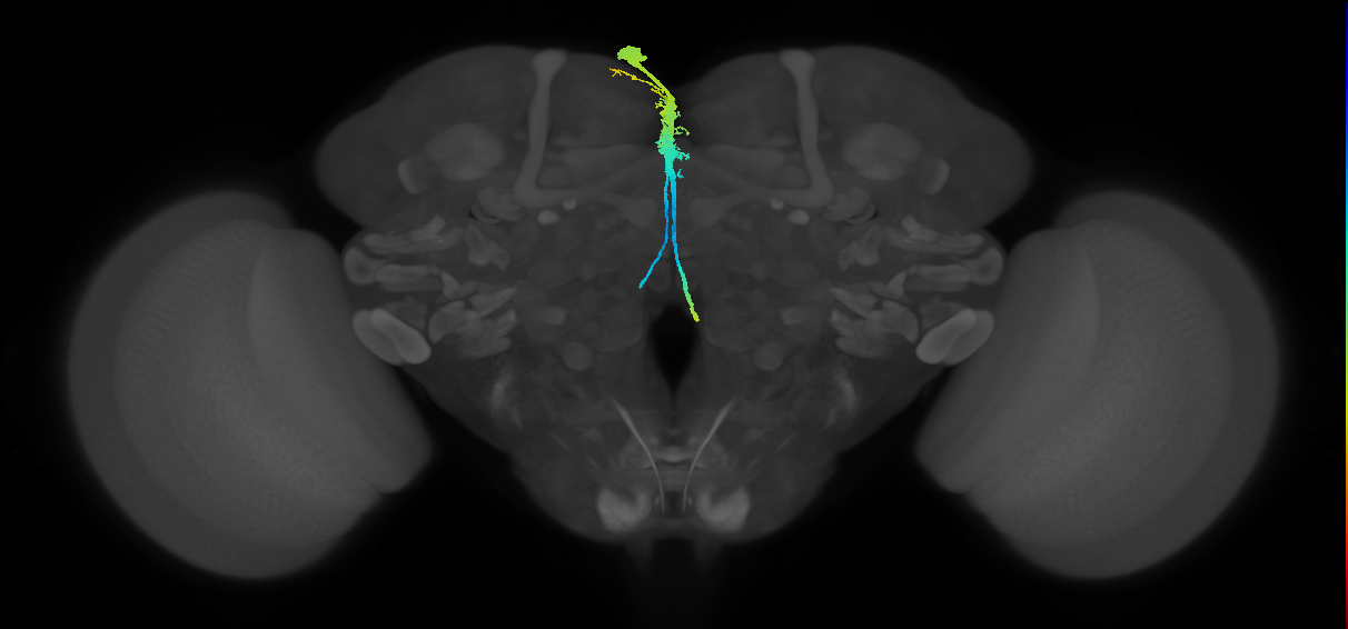 PI1_a (FlyEM-HB:1481737138)