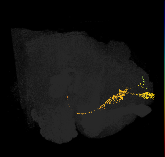 PI1_b (FlyEM-HB:5813057164)