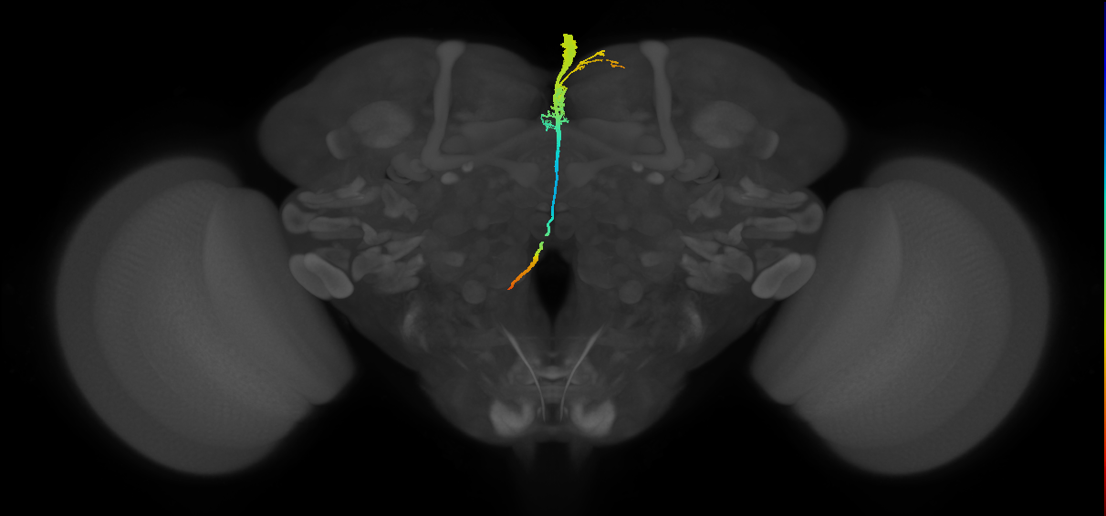 PI1_b (FlyEM-HB:5813057164)