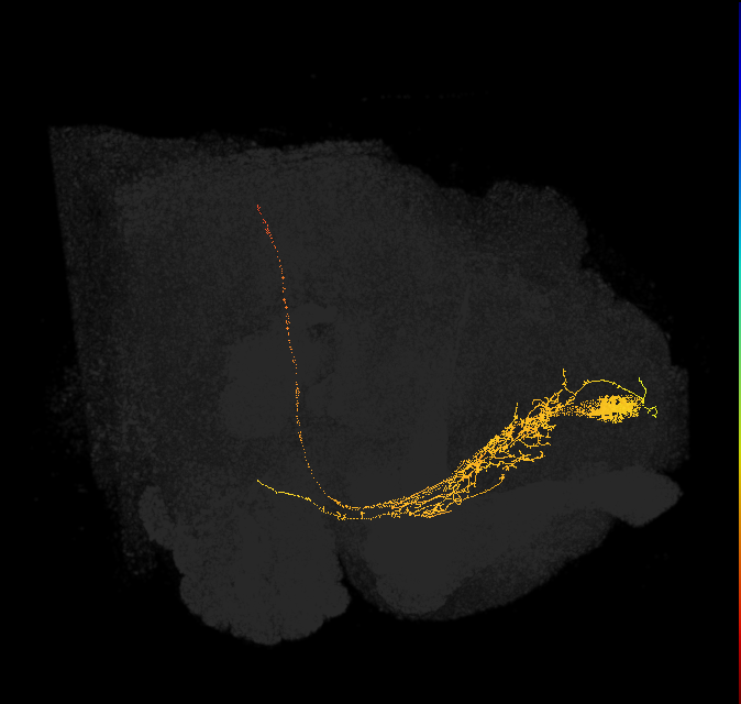 PI1_b (FlyEM-HB:5813047717)