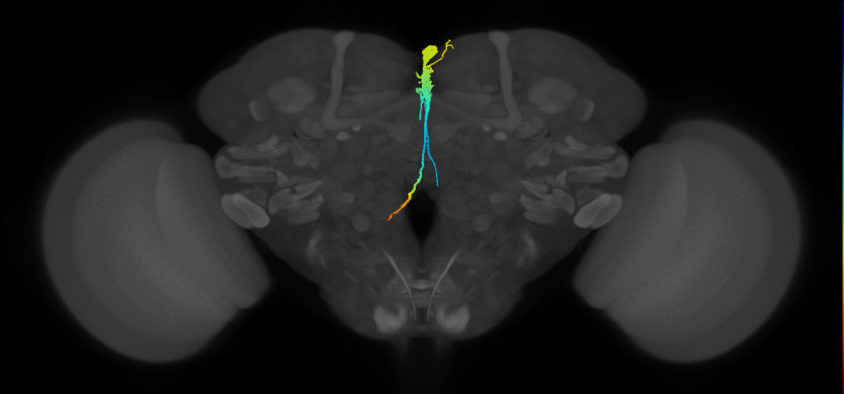 PI1_b (FlyEM-HB:5813047717)