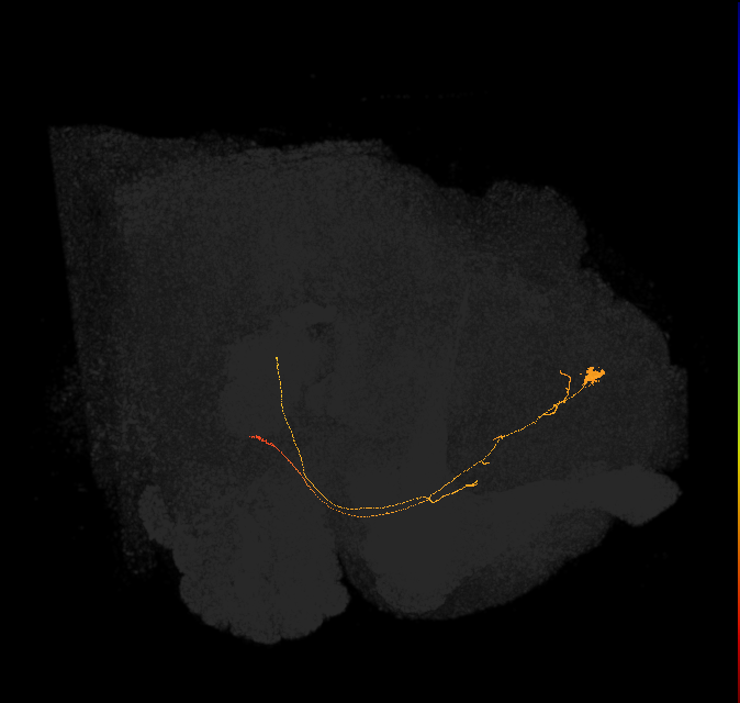 PI3 (FlyEM-HB:5813021088)