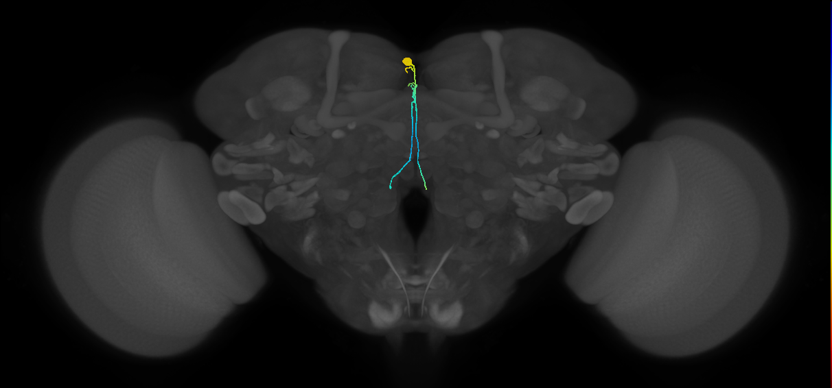 PI3 (FlyEM-HB:5813021088)