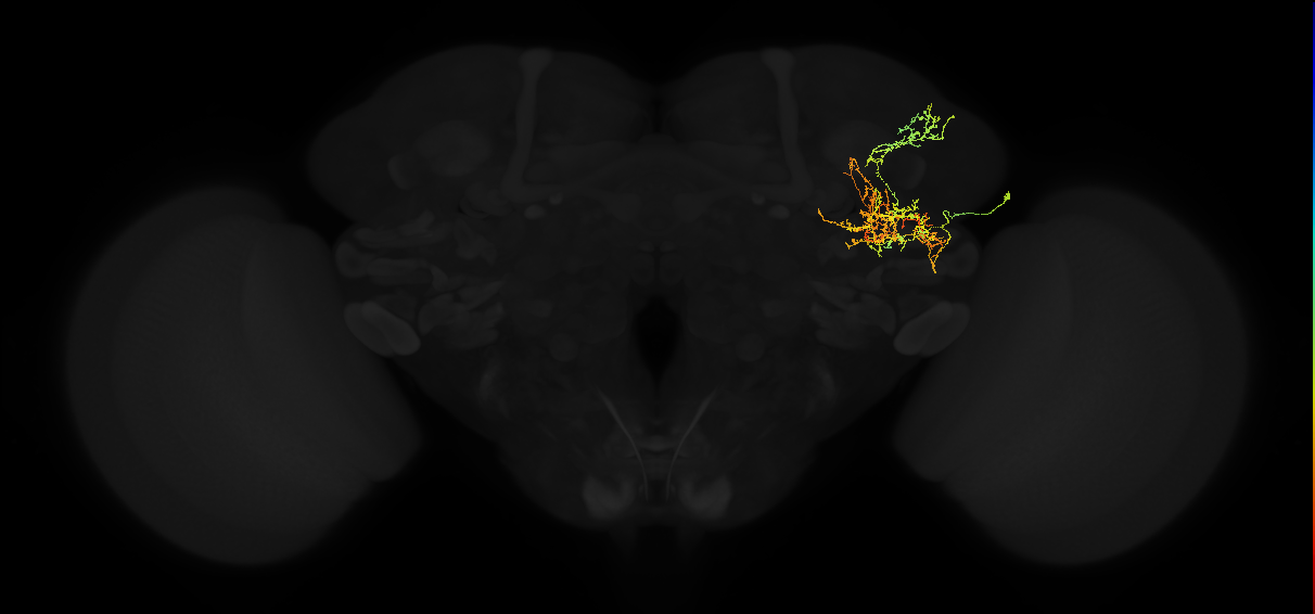 adult posterior lateral protocerebrum neuron 002