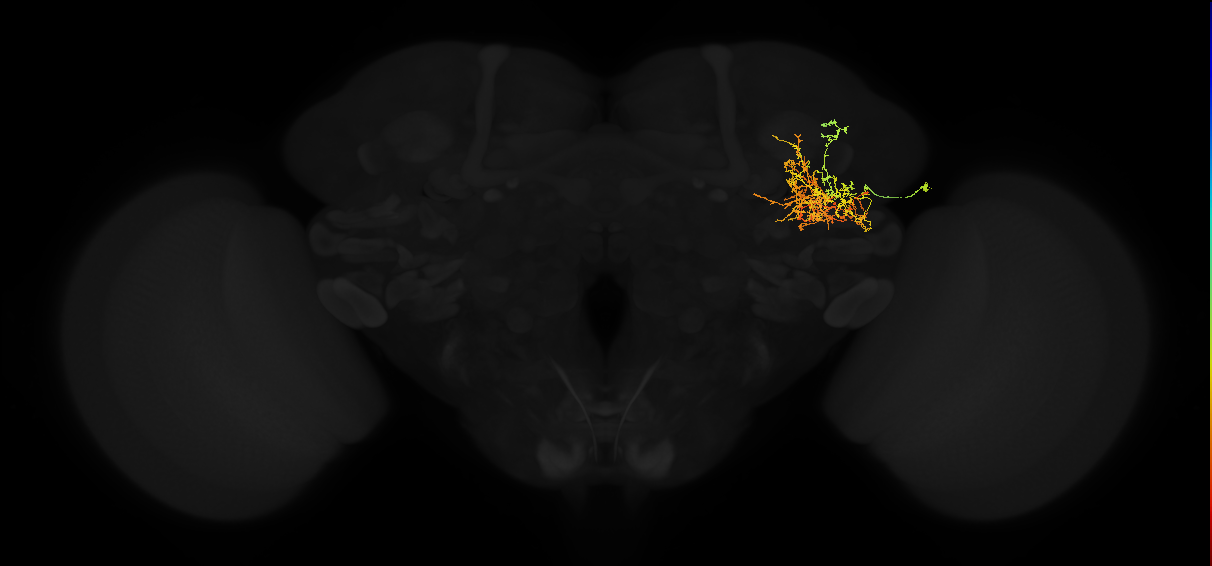 adult posterior lateral protocerebrum neuron 003