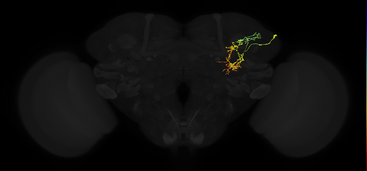 adult posterior lateral protocerebrum neuron 006