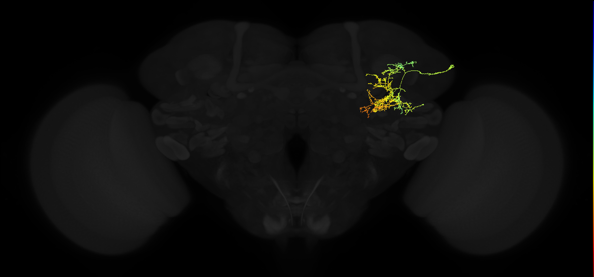 adult posterior lateral protocerebrum neuron 007