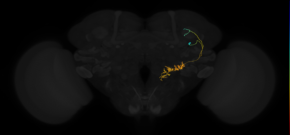 adult posterior lateral protocerebrum neuron 009