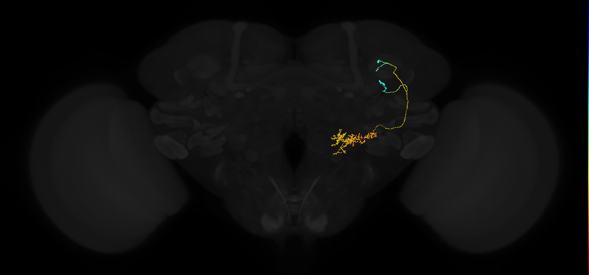 adult posterior lateral protocerebrum neuron 009