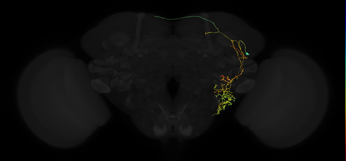 adult posterior lateral protocerebrum neuron 010