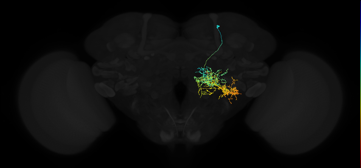 adult posterior lateral protocerebrum neuron 012