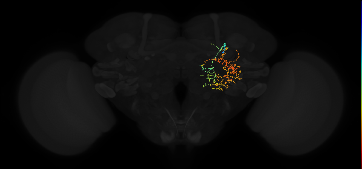 adult posterior lateral protocerebrum neuron 013