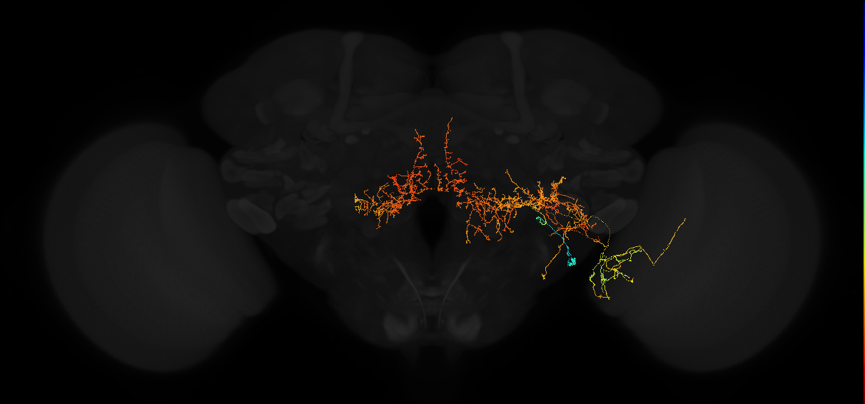 adult posterior lateral protocerebrum neuron 014