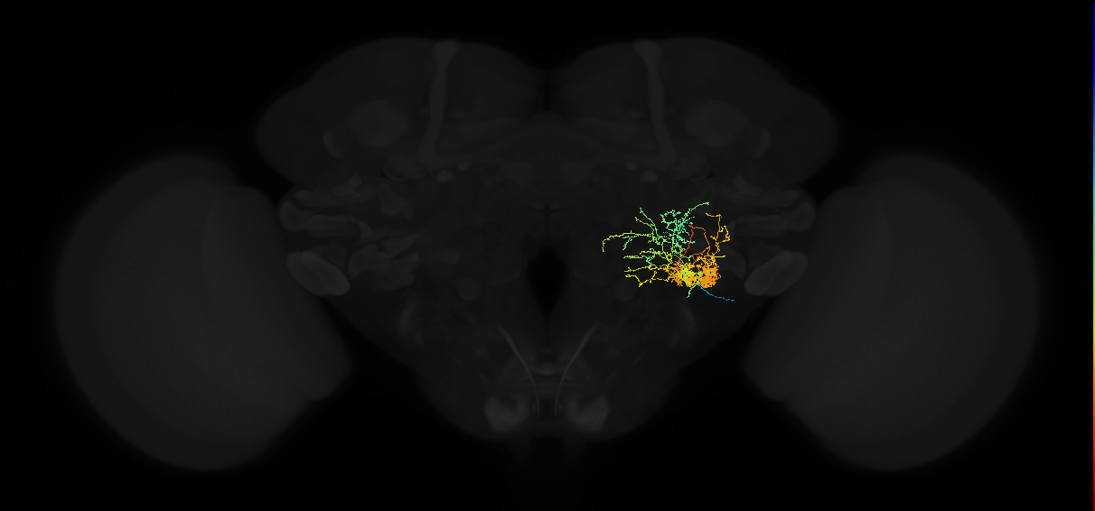 adult posterior lateral protocerebrum neuron 018
