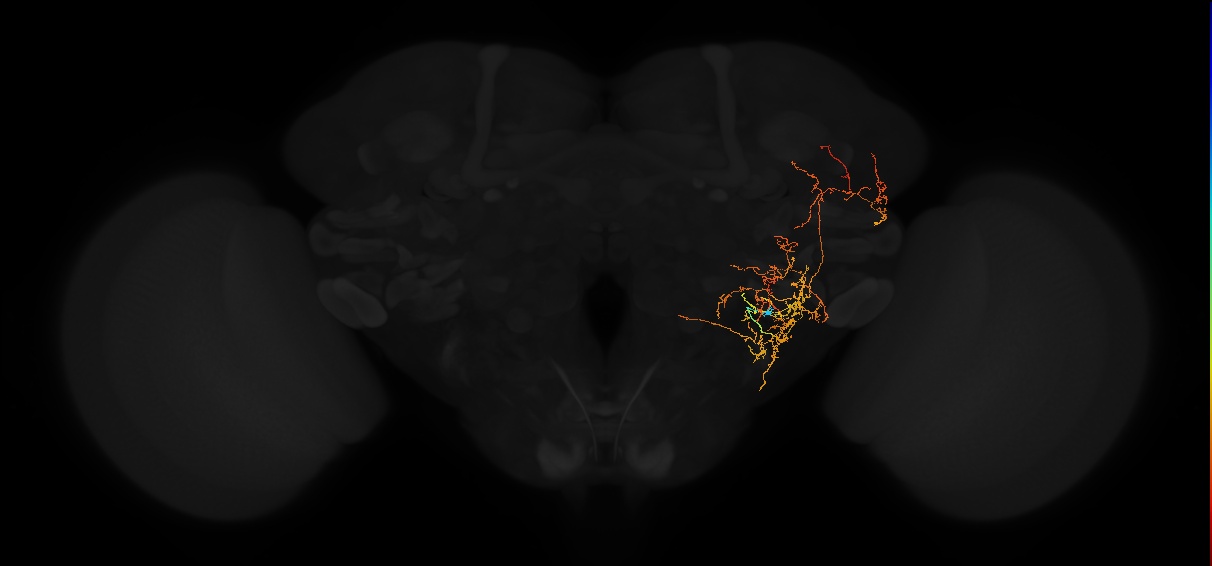 adult posterior lateral protocerebrum neuron 023