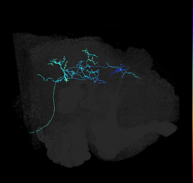 adult posterior lateral protocerebrum neuron 024