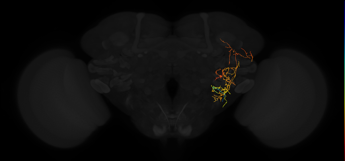 adult posterior lateral protocerebrum neuron 024