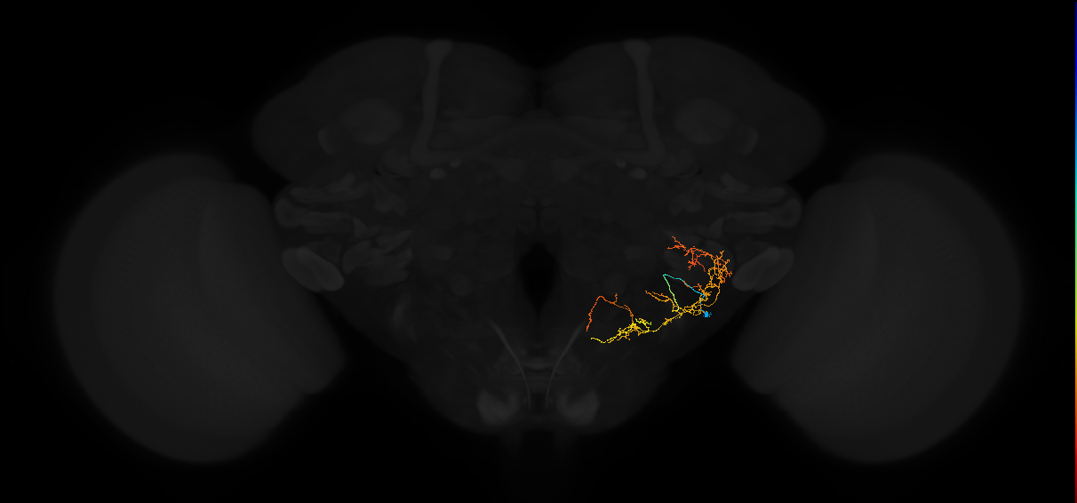 adult posterior lateral protocerebrum neuron 025