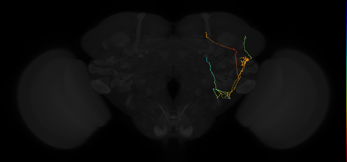 adult posterior lateral protocerebrum neuron 026