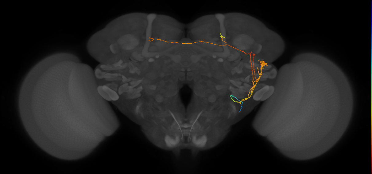 PLP027_R (FlyEM-HB:1004804445)