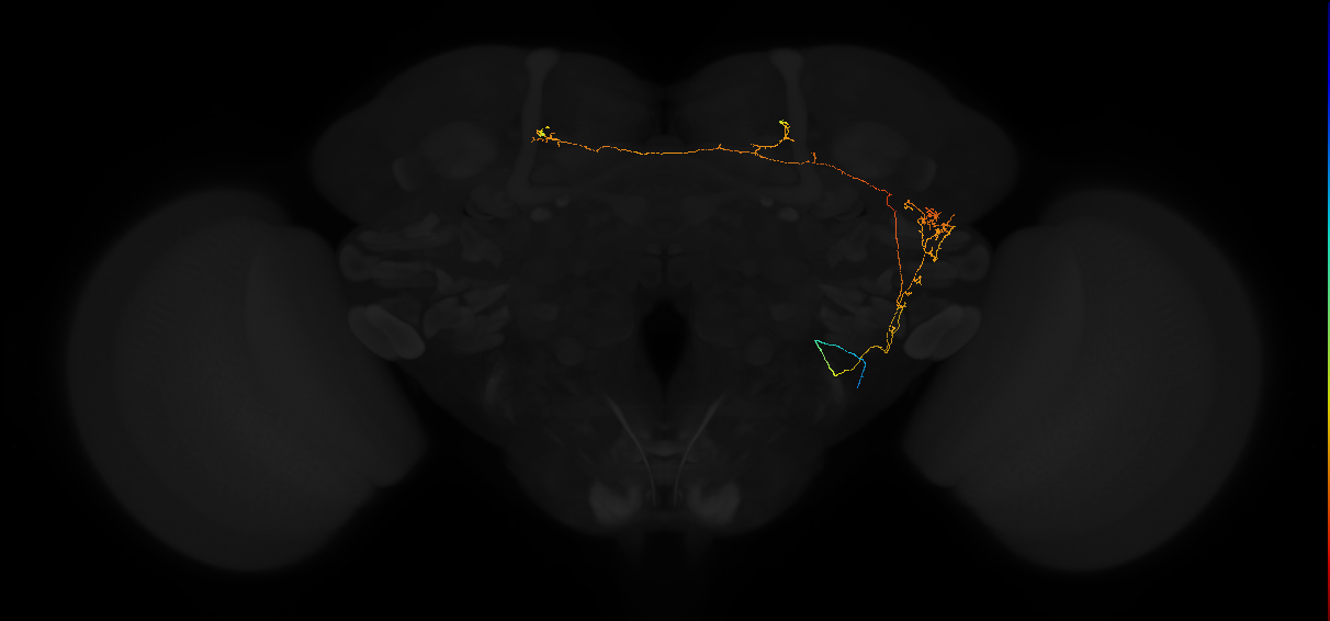 adult posterior lateral protocerebrum neuron 027