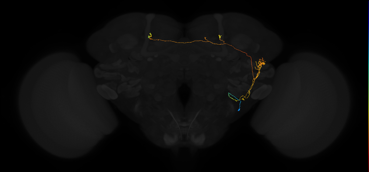 adult posterior lateral protocerebrum neuron 027
