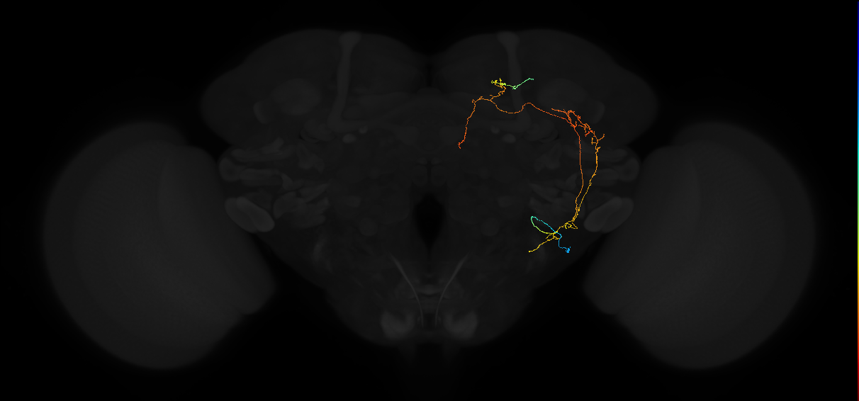 adult posterior lateral protocerebrum neuron 028