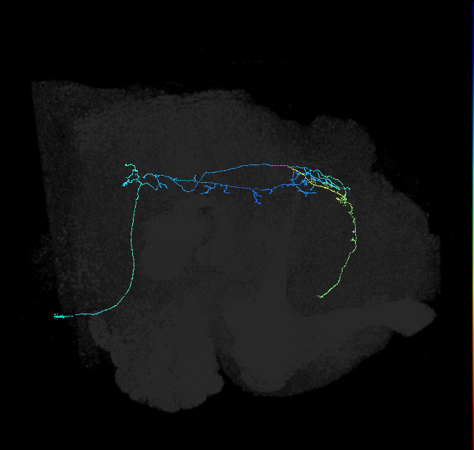 PLP028_R (FlyEM-HB:1097917043)