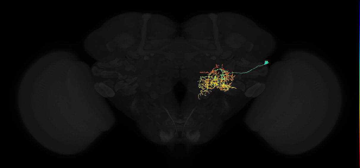 adult posterior lateral protocerebrum neuron 029