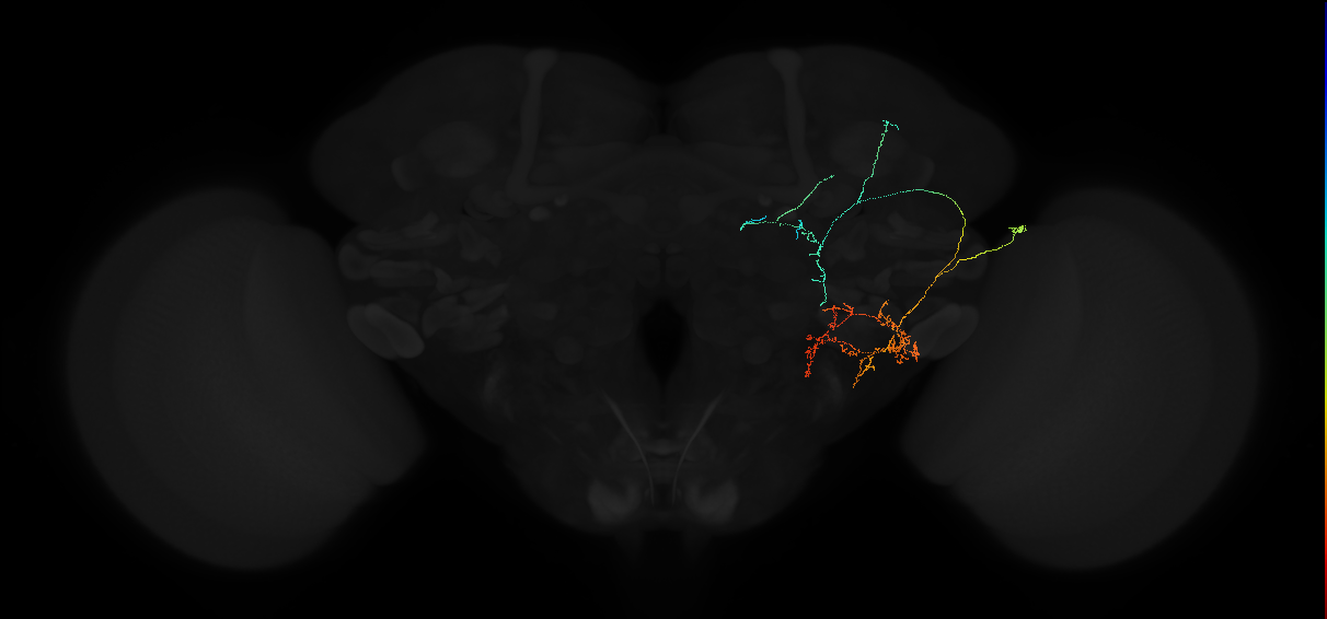 adult posterior lateral protocerebrum neuron 036