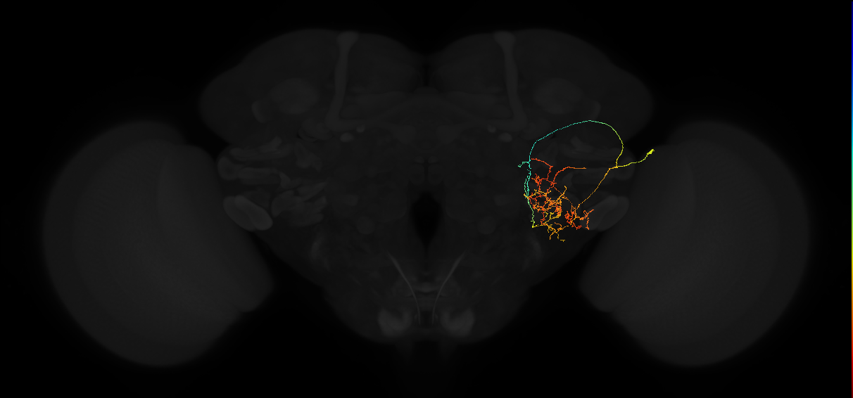 adult posterior lateral protocerebrum neuron 037