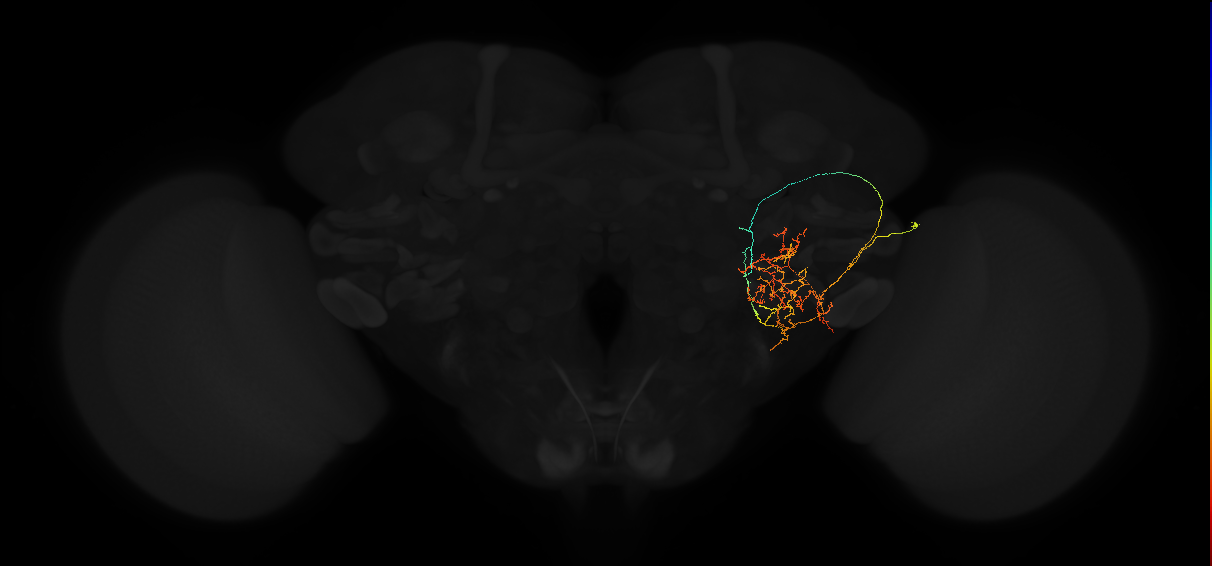 adult posterior lateral protocerebrum neuron 037